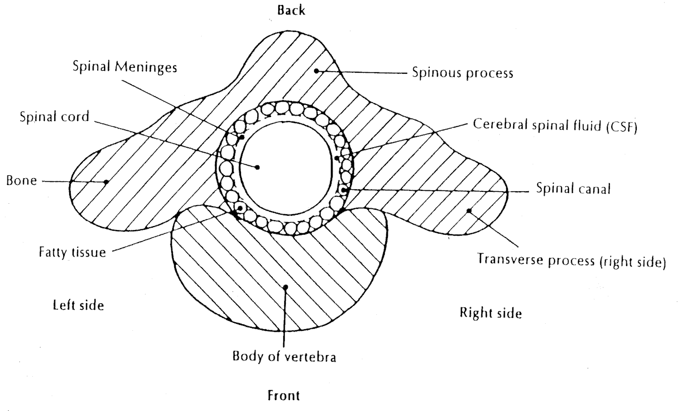 Normal spine.gif (38028 bytes)