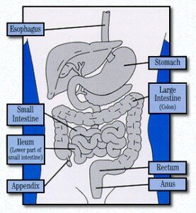 Anatomy of the bowel system
